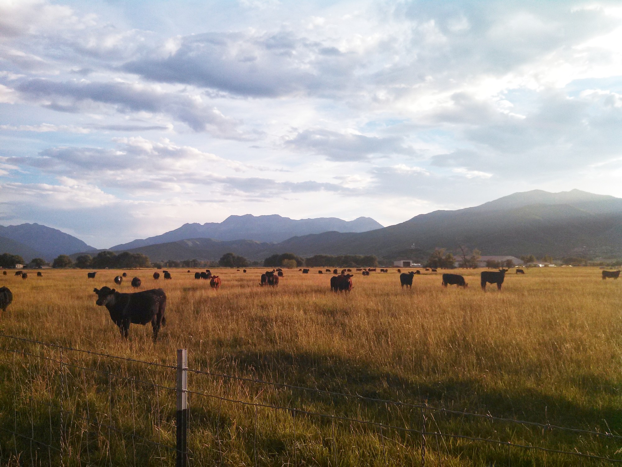 Northfields cows evening
